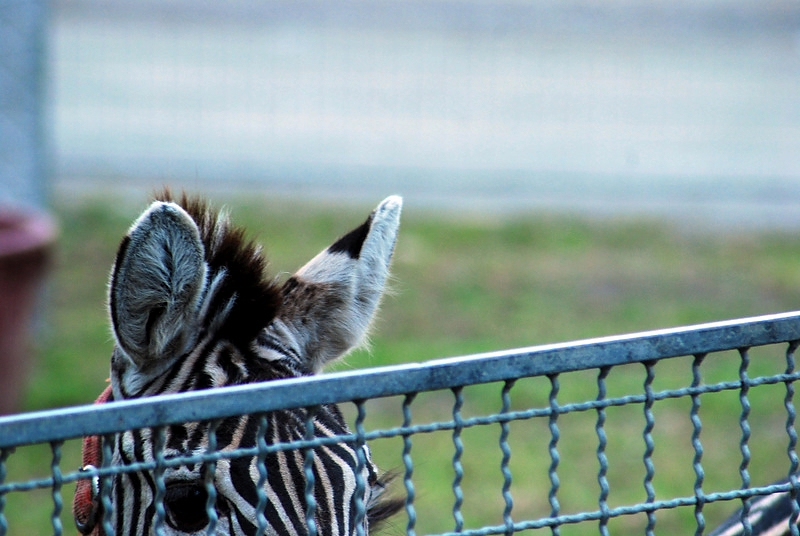 solitudine al Circo...