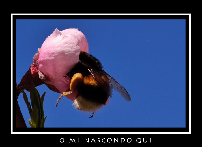 Secondo me non mi vede nessuno