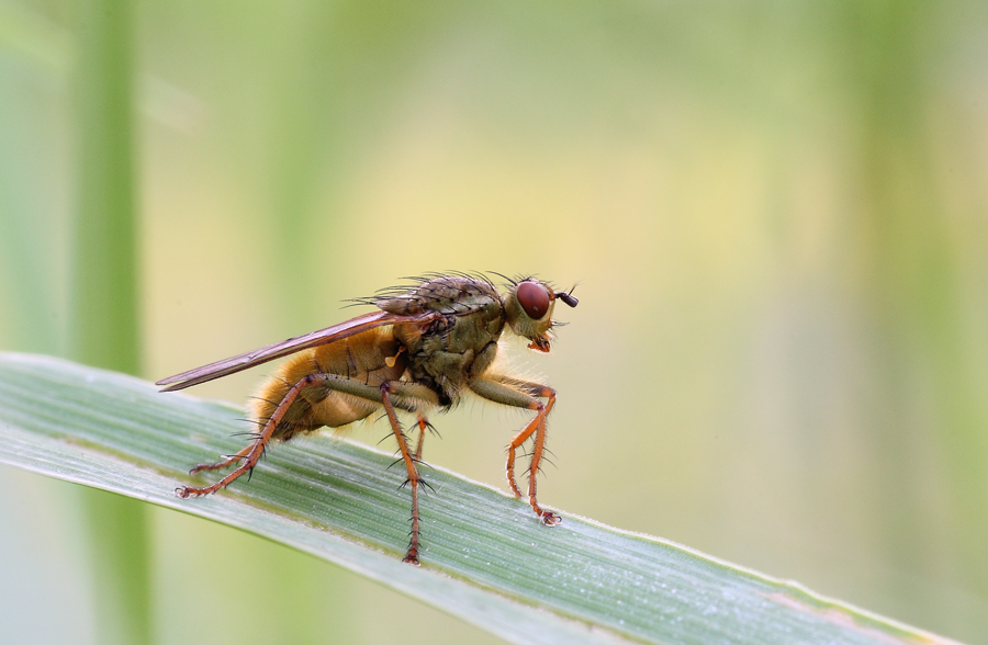 Stamane ho scattato...