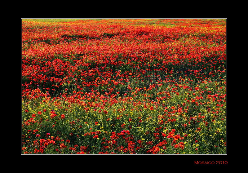 Mille papaveri rossi