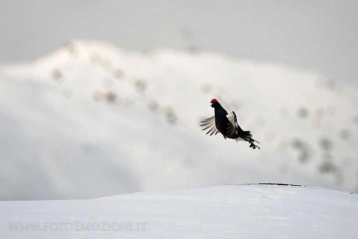 Canto del Gallo Forcello