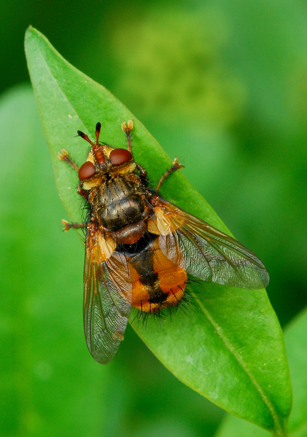 Volucella