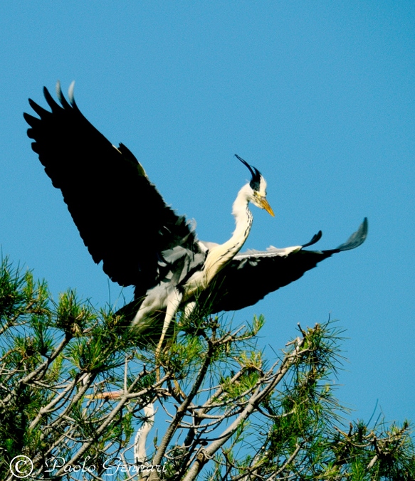 airone di ritorno al nido