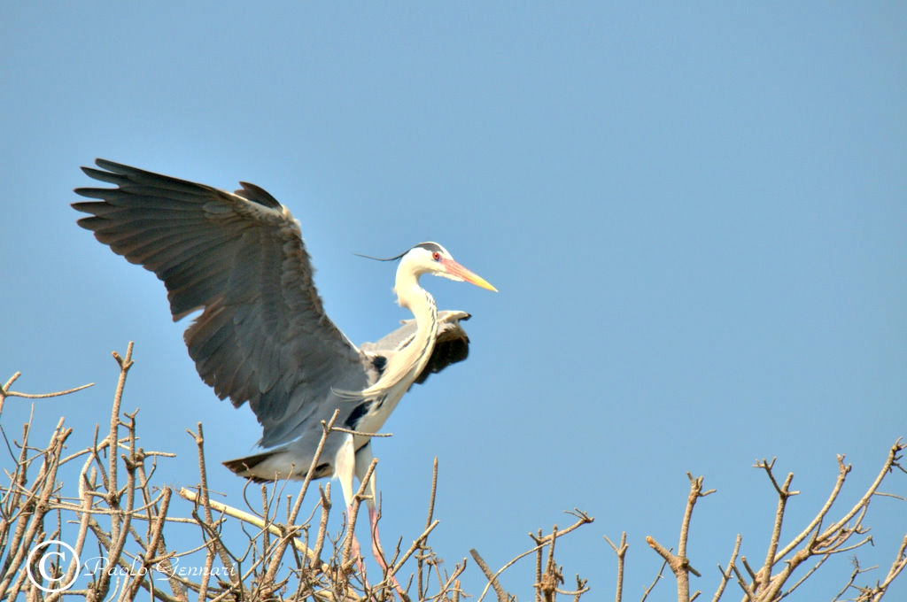 airone di ritorno al nido 2
