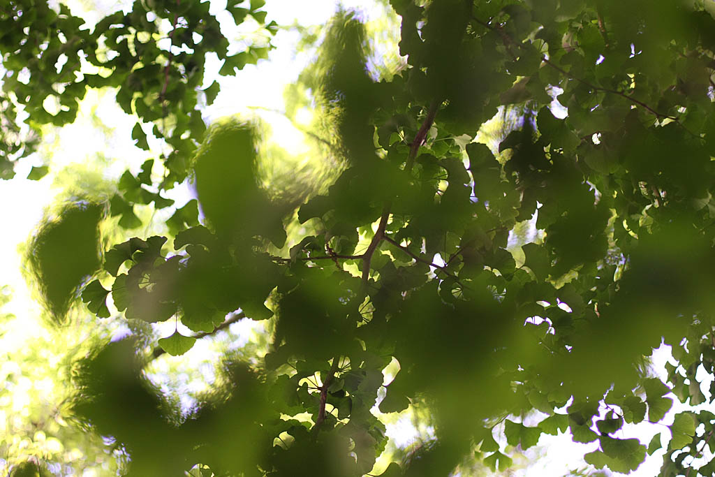 Botanika 1 - Ginko Biloba spappolato