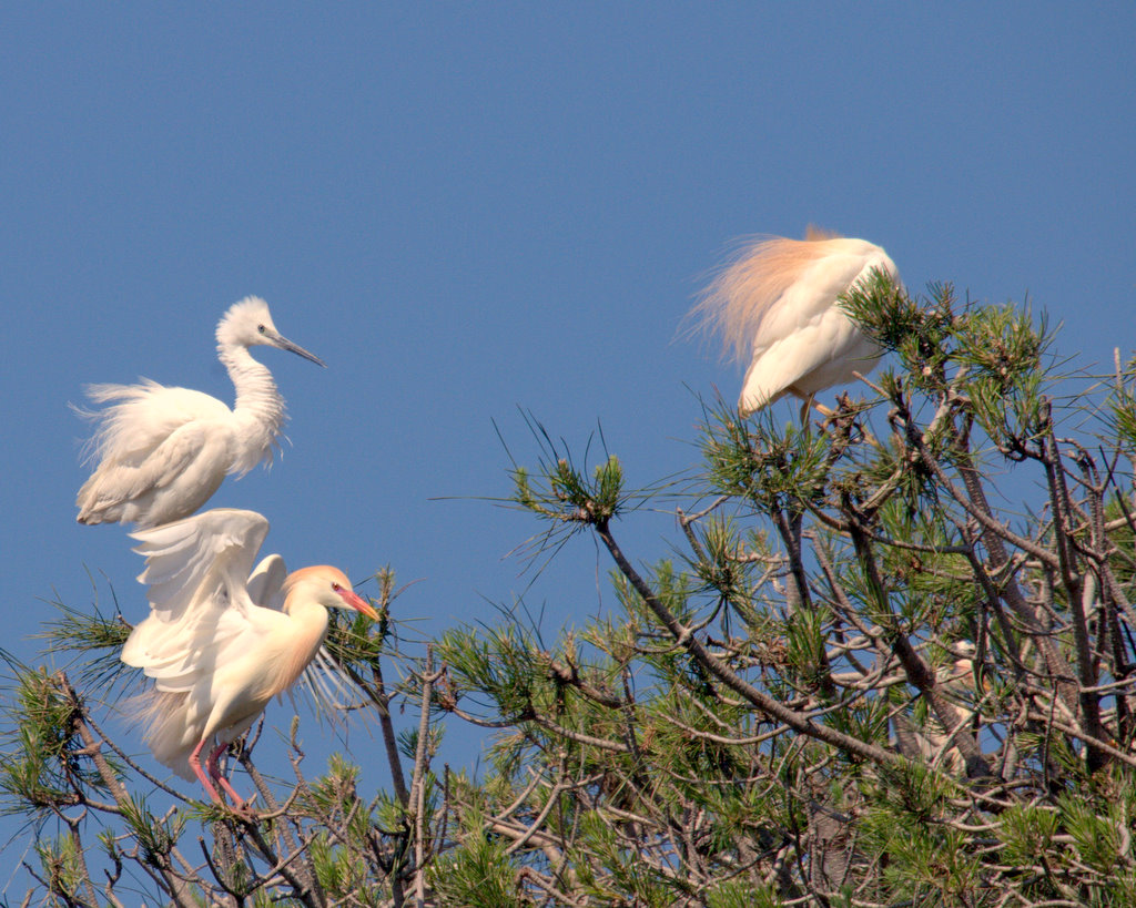 giovani aironi e garzetta