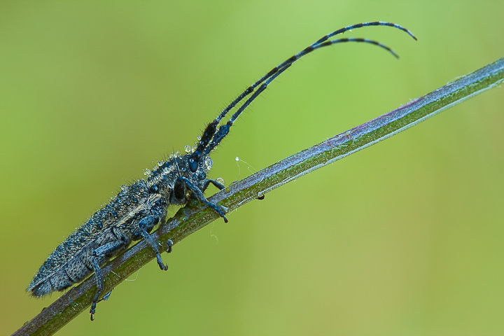 Cerambycidae 2010