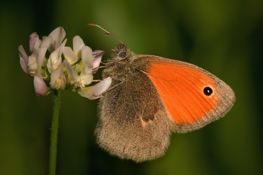 Coenonympha Panfilo