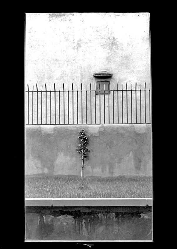 L'importanza della presenza di una rosa