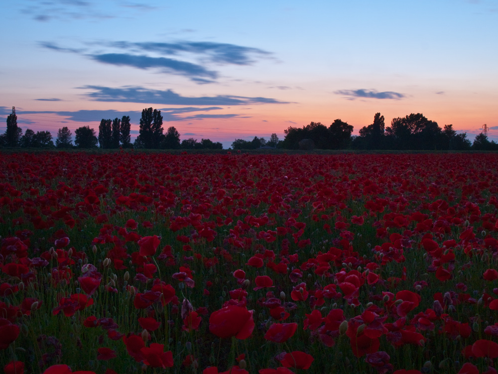 Papaveri all'imbrunire