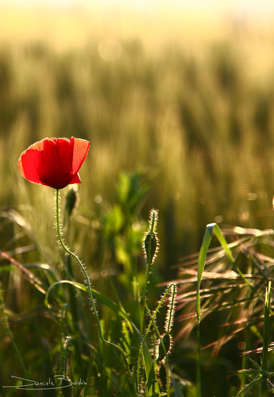 un papavero....a sera