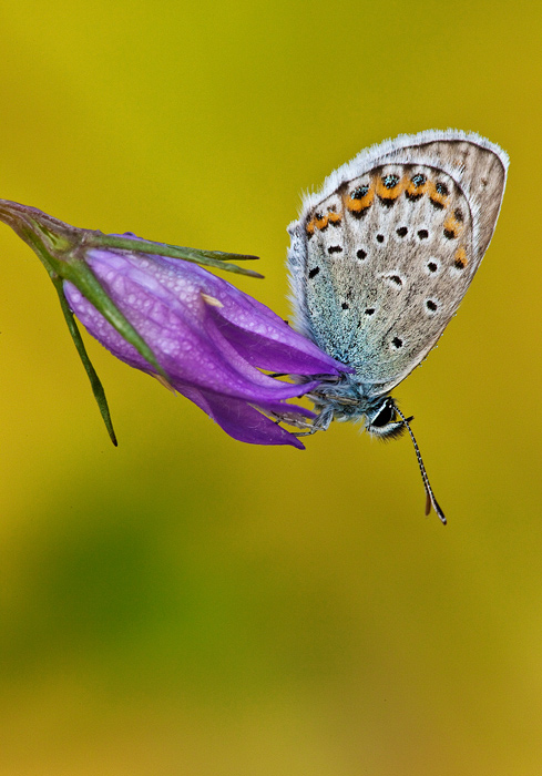La semplicit� fatta farfalla
