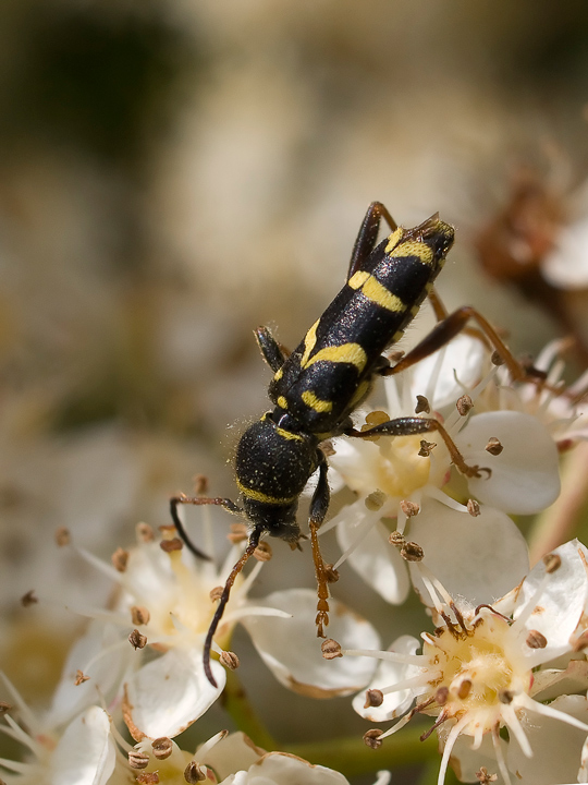 coleottero giallo-nero