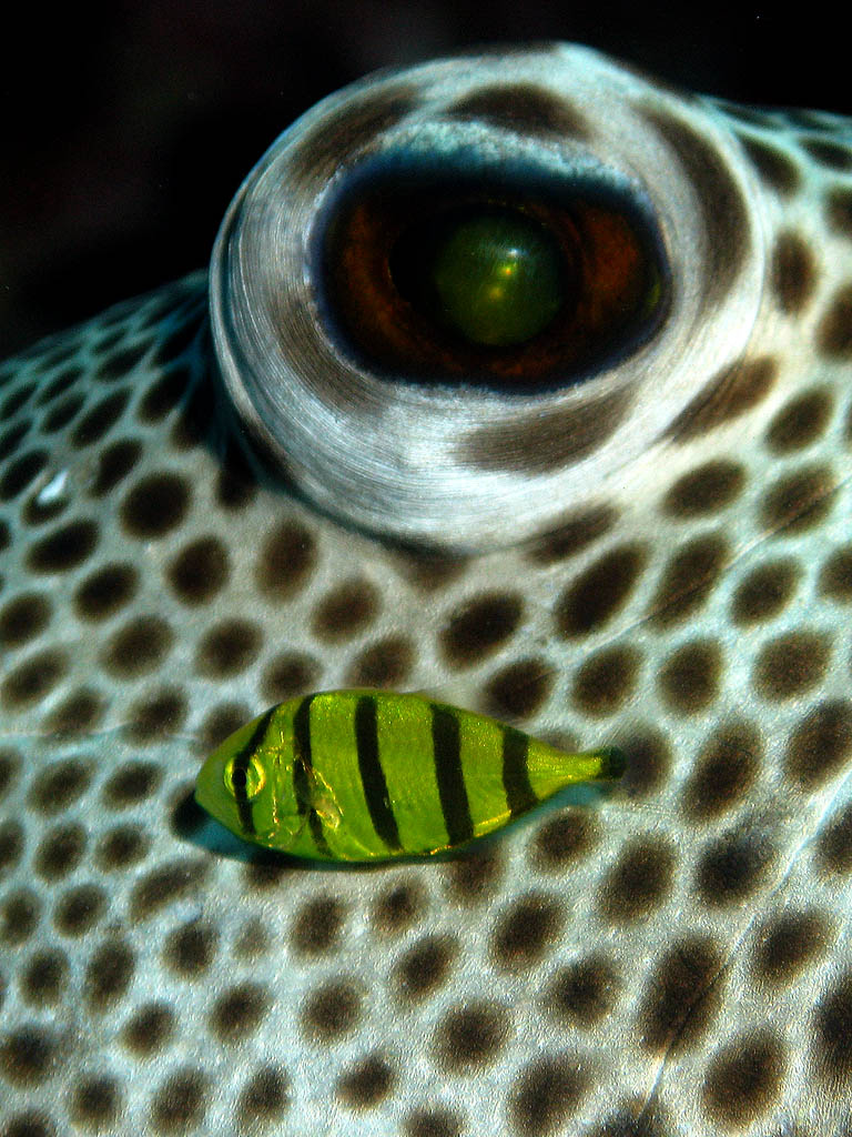 remora di pesce scatola (Arothron stellatus)