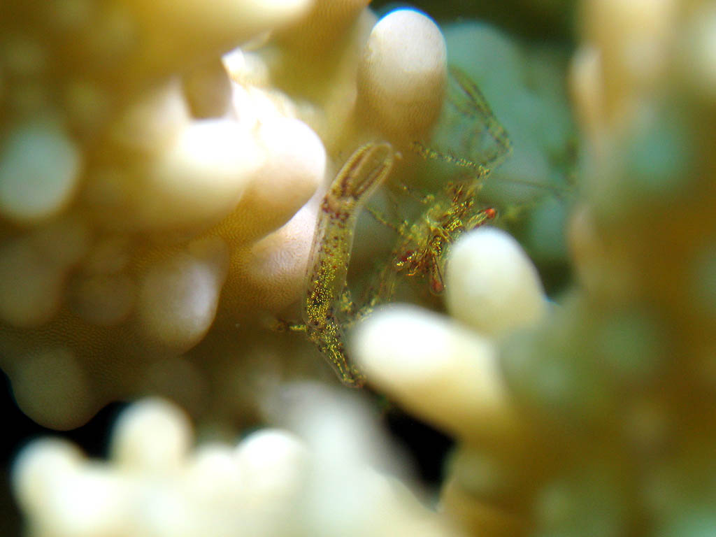 granchio fantasma dei coralli