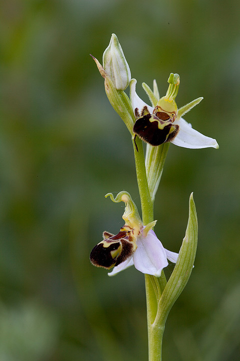 Ophrys apifera