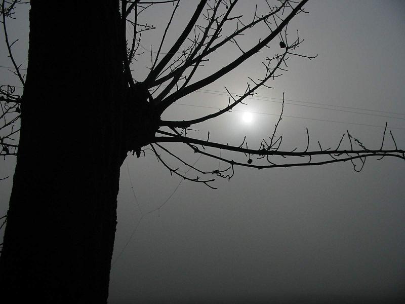 Eyelight through January fog