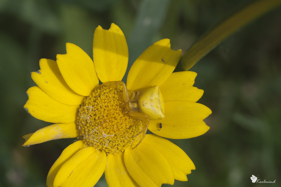 Tono su tono in giallo