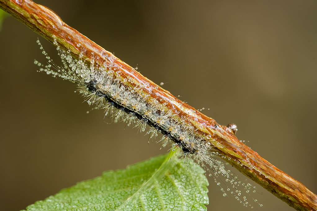 Bombice dispari o limantria (Lymantria dispar)