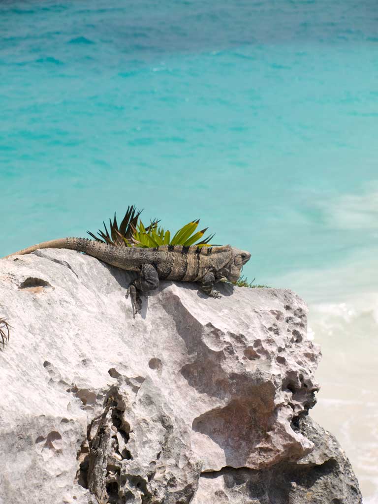 iguana