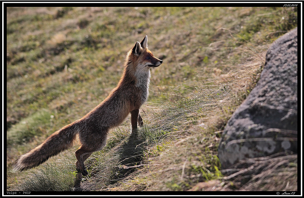 Volpe PNGP # 1