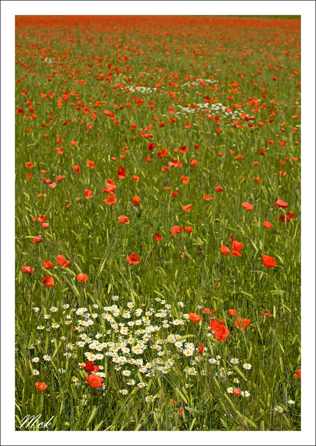 Non solo papaveri...2