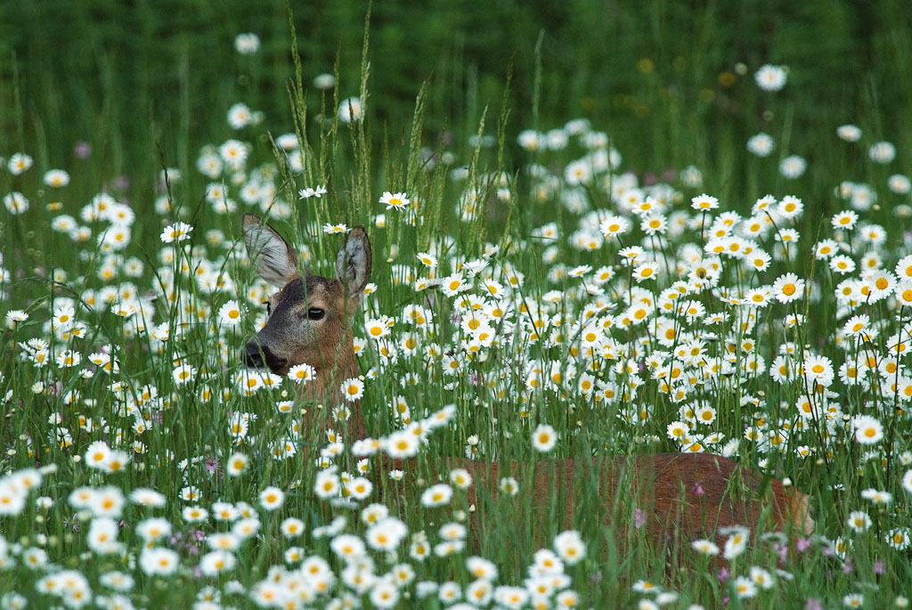 A spasso tra le margherite