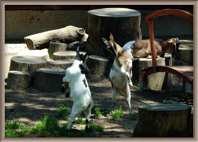 scaramucce giovanili