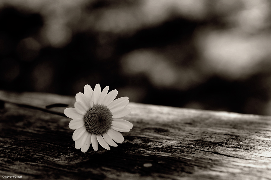 Perch� Margherita � un Sogno....