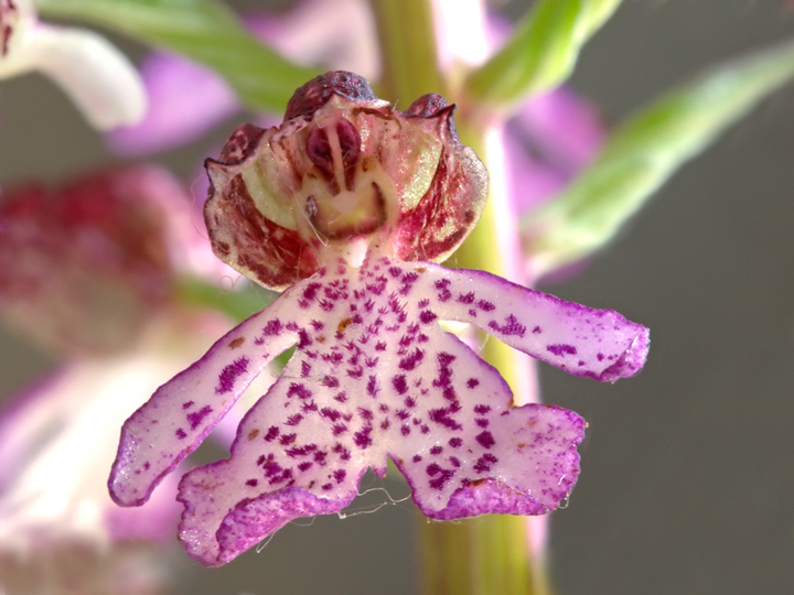 cappuccetto rosso....