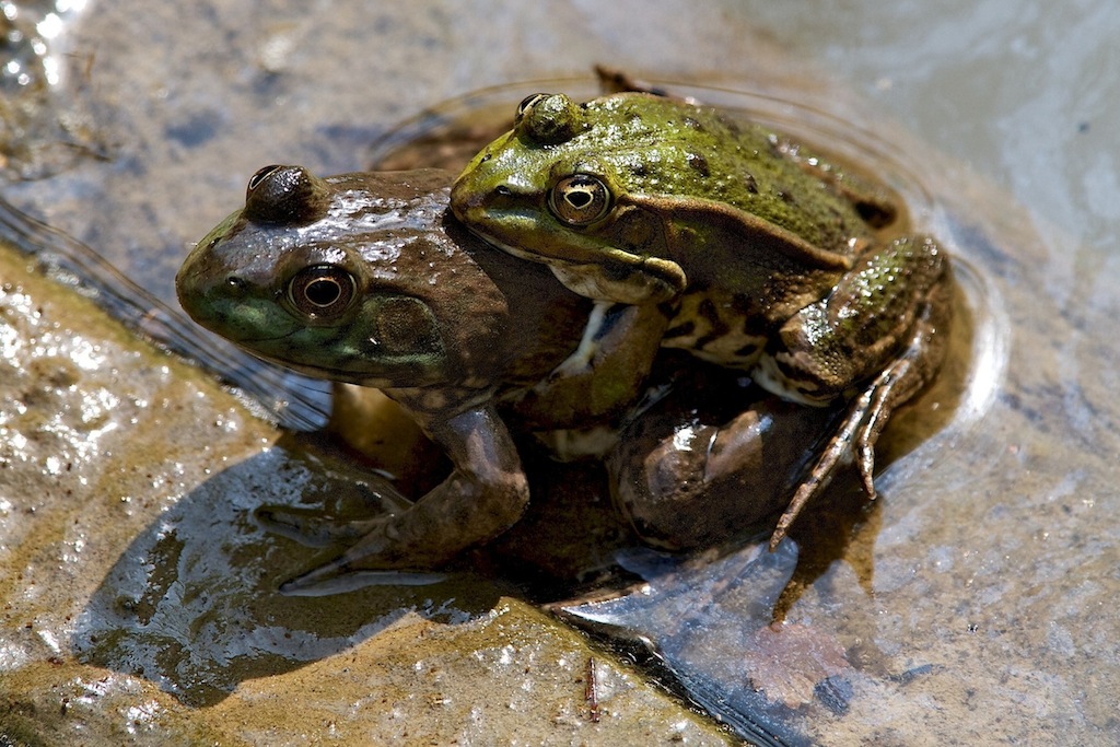 Ogni scarrafone � bello a mamma sua!