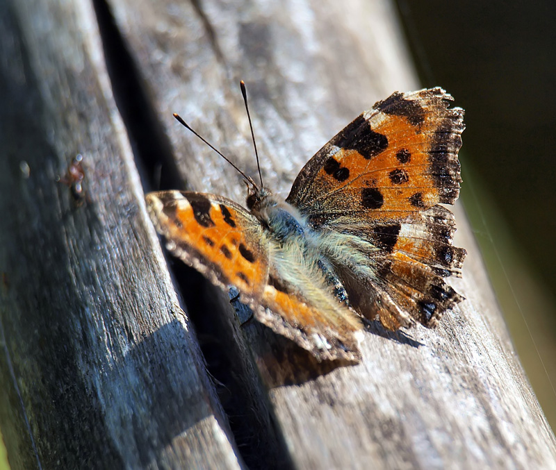 la prima della stagione