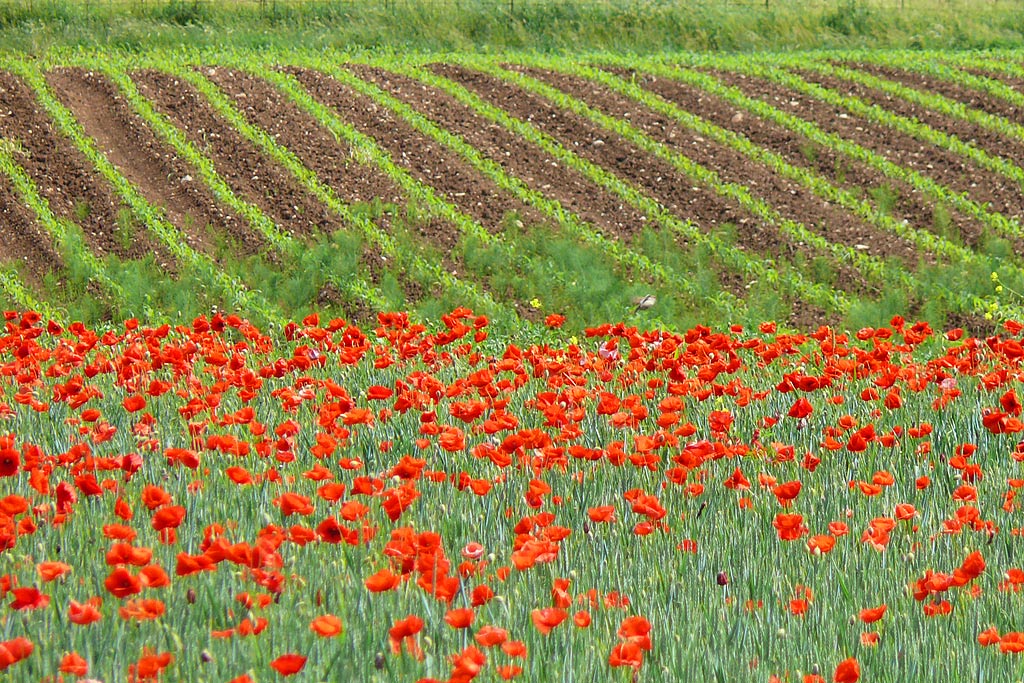 Papaveri e .........