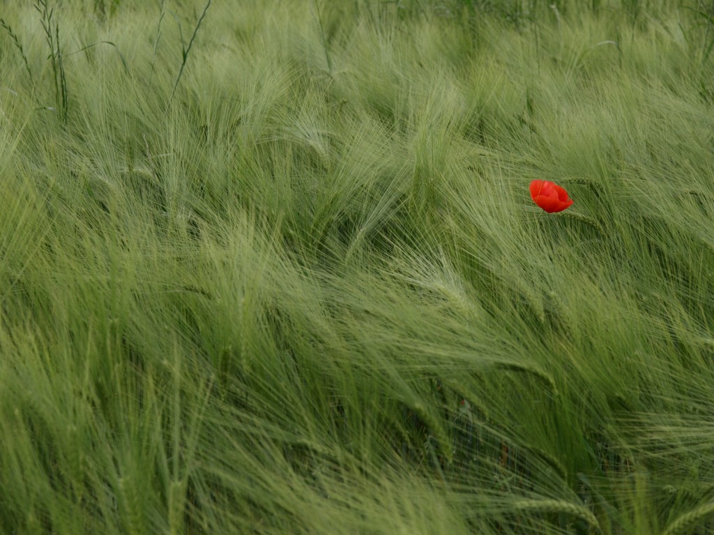 (insieme alle spighe) in balia del vento!!!
