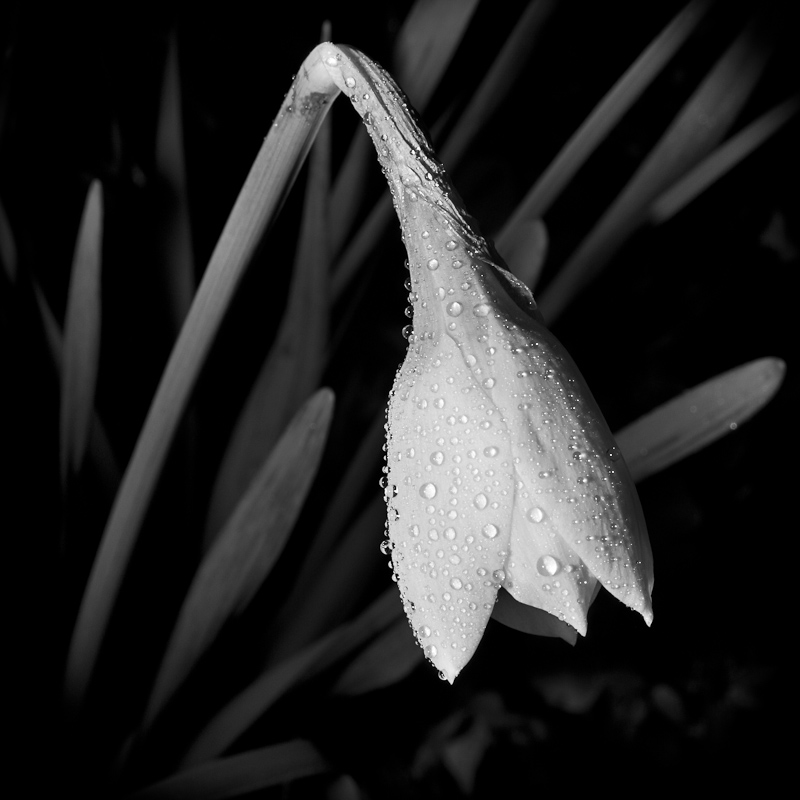 composizione in bianco e nero