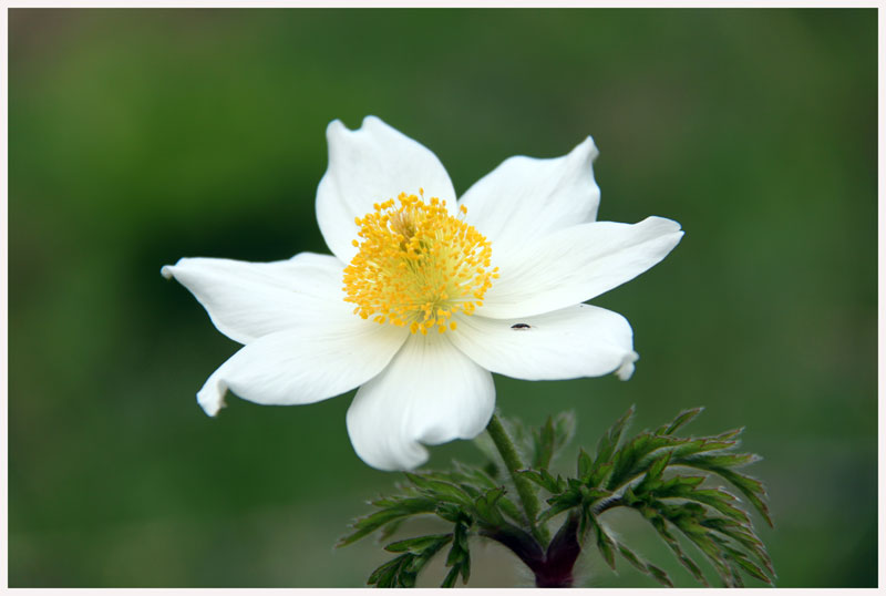 Mi dite il nome di questo fiore?