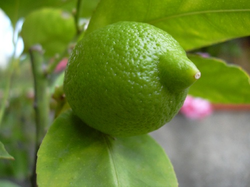 limoni