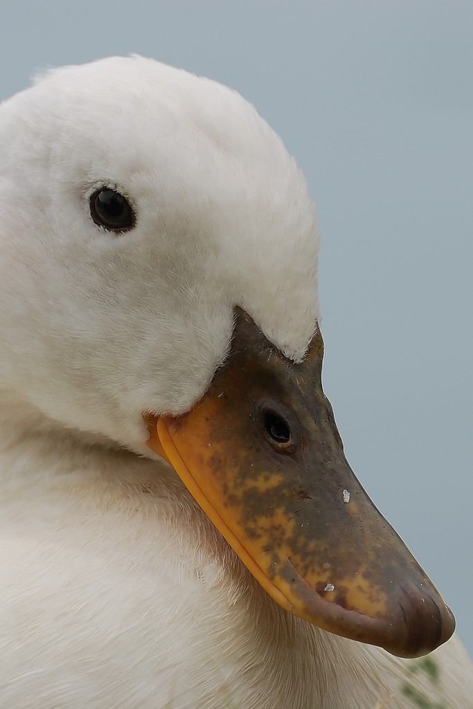 Duck Portrait