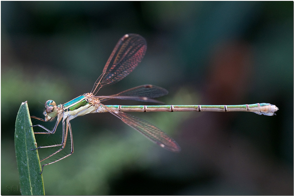 damigella in controluce