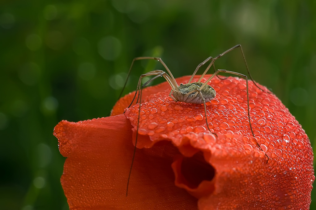 Tappetino di rugiada