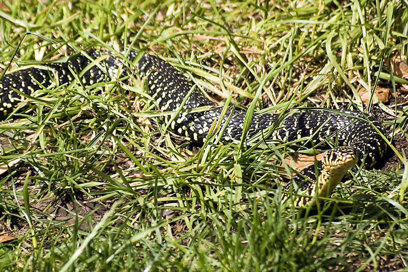 Nel giardino di casa..