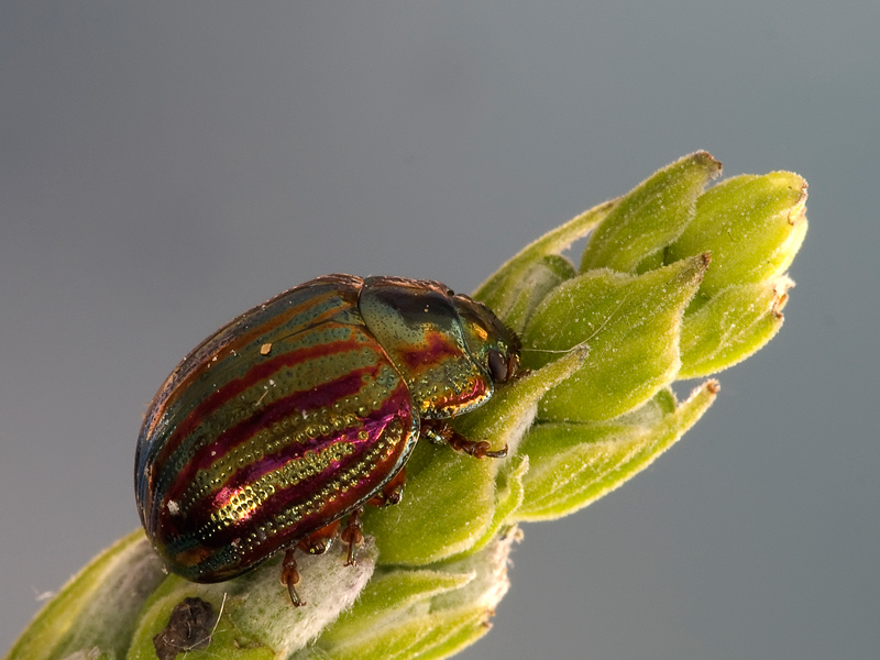 coleottero multicolore2