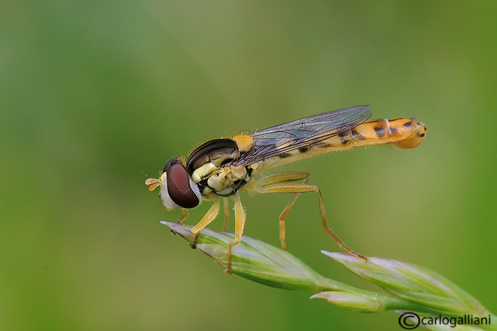 Spharophoria scripta