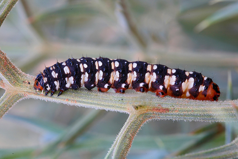 ...Cicciottello...!!!