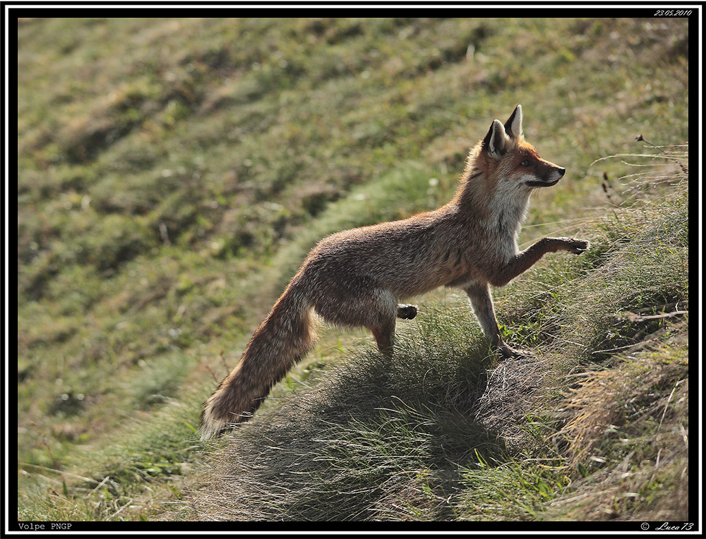 Volpe PNGP # 3