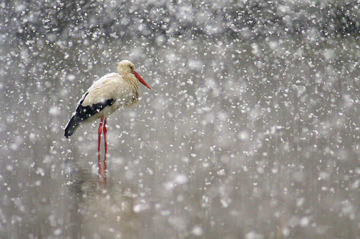 Cicogna sotto la neve