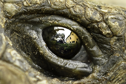 Pi� che fisheye... reptileye
