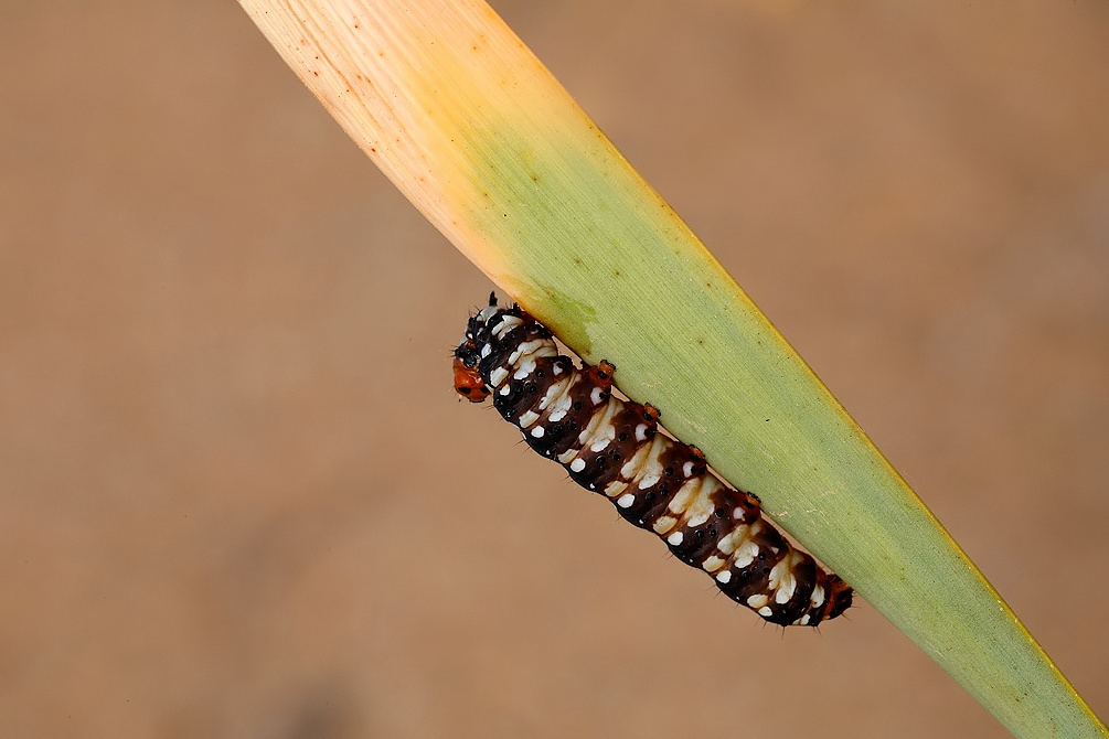 ...Mi Guardo Le Spalle...!!!