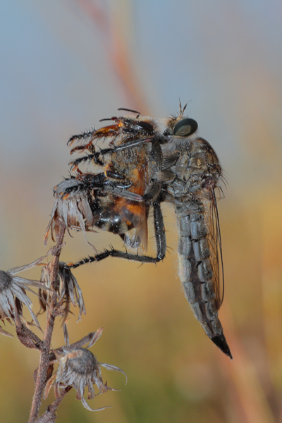 Il pasto dell'assassino...