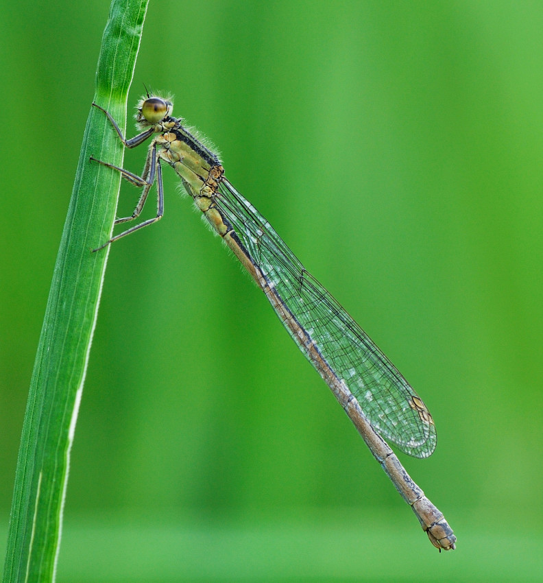 mi st� osservando...